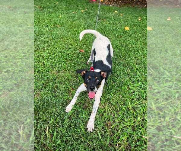 Medium Photo #3 Mutt Puppy For Sale in Candler, NC, USA