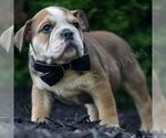 Small #2 English Bulldog