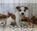 Small Jack Russell Terrier-Jug Mix