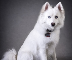 Mother of the Pomsky puppies born on 03/24/2026