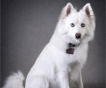 Small Photo #1 Pomsky Puppy For Sale in LINCOLN, NE, USA