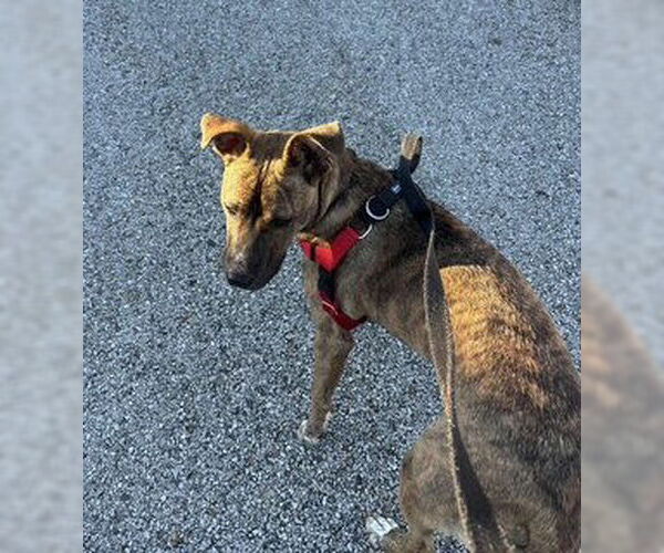 Medium Photo #7 Plott Hound-Unknown Mix Puppy For Sale in Oakhurst, NJ, USA