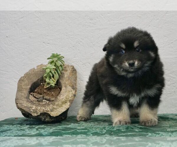 Medium Photo #1 Pomsky-Siberian Husky Mix Puppy For Sale in NAPPANEE, IN, USA
