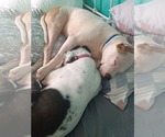 Small #4 American Pit Bull Terrier Mix