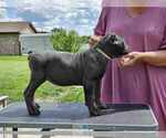 Small #7 Cane Corso