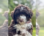 Puppy Petunia Aussiedoodle Miniature 