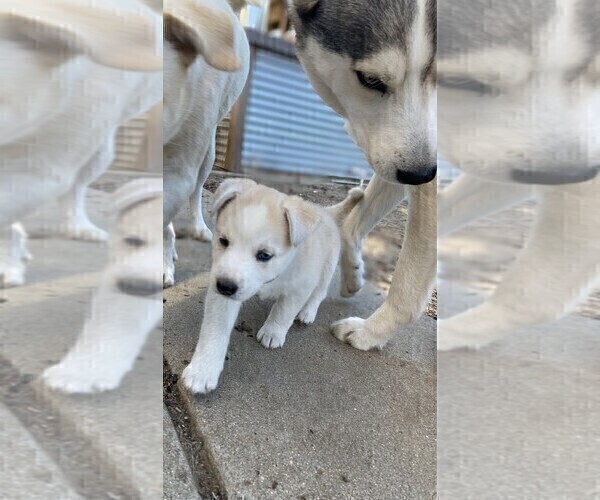 Medium Photo #2 Labrador Retriever-Siberian Husky Mix Puppy For Sale in OXNARD, CA, USA