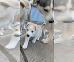 Small Photo #2 Labrador Retriever-Siberian Husky Mix Puppy For Sale in OXNARD, CA, USA