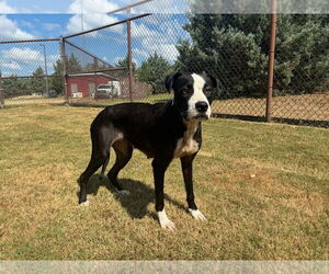 Labrador Retriever-Unknown Mix Dogs for adoption in Grovetown, GA, USA