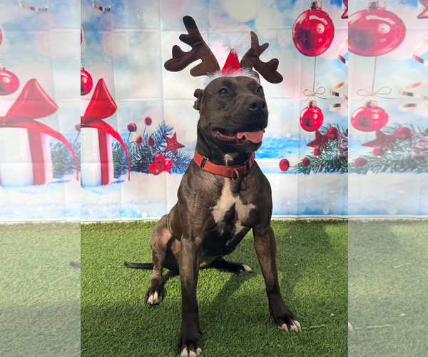 Medium Photo #6 Mutt Puppy For Sale in Pompano Beach , FL, USA