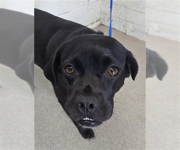 Medium Photo #1 Labrador Retriever-Pug Mix Puppy For Sale in San Bernardino, CA, USA