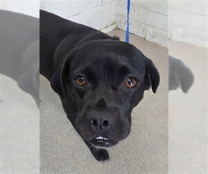 Labrador Retriever-Pug Mix Dogs for adoption in San Bernardino, CA, USA