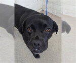 DRATINI - Female Labrador Retriever-Pug Mix Dog for Adoption - Small photo