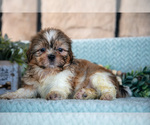 Puppy Travis Shih Tzu