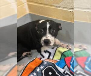 American Pit Bull Terrier-Unknown Mix Dogs for adoption in Tulsa, OK, USA