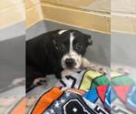 Small American Pit Bull Terrier Mix