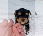 Small Photo #1 Yorkshire Terrier Puppy For Sale in SANDY HOOK, KY, USA