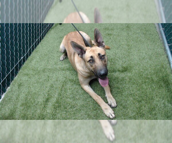 Medium Photo #1 German Shepherd Dog Puppy For Sale in Downey, CA, USA
