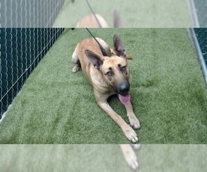 German Shepherd Dog Dogs for adoption in Downey, CA, USA