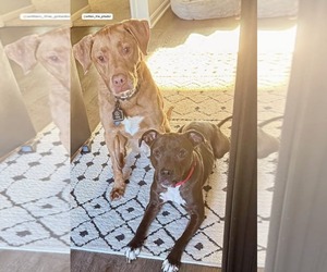 American Pit Bull Terrier-Unknown Mix Dogs for adoption in Germantown, OH, USA