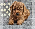 Puppy Tajin Poodle (Toy)