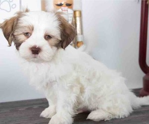Zuchon Puppy for sale in RED LION, PA, USA