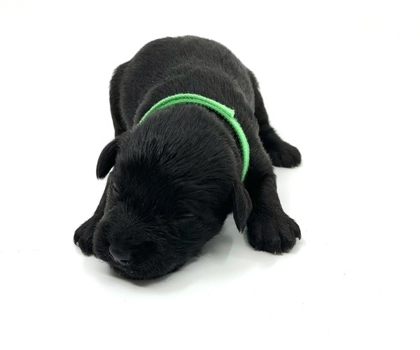 Medium Photo #4 Schnauzer (Miniature) Puppy For Sale in WINTERVILLE, GA, USA