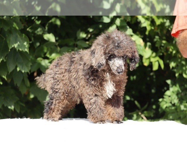 Medium Photo #24 Poodle (Toy) Puppy For Sale in DYERSBURG, TN, USA