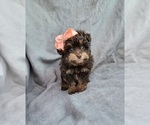 Small Photo #1 Aussiedoodle Miniature  Puppy For Sale in INDIANAPOLIS, IN, USA