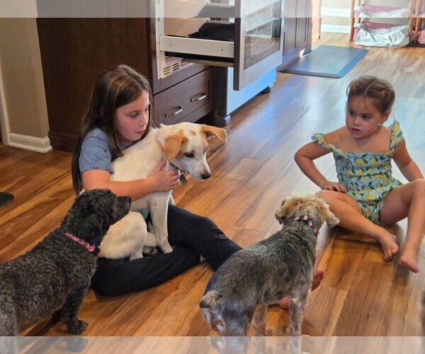 Medium Photo #4 Mutt Puppy For Sale in Oakhurst, NJ, USA