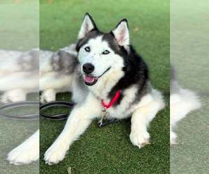 Mutt Dogs for adoption in Shelburne, VT, USA
