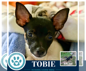 Tobie (Scooters Skittles) 100326 - Male Chiweenie Dog for Adoption - Photo #2