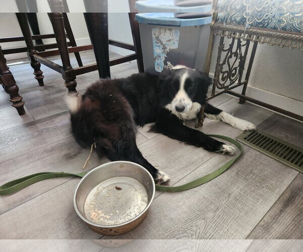 Medium Photo #3 Border Collie Puppy For Sale in Paso Robles, CA, USA