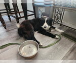 Small #2 Border Collie