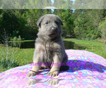 Small #2 German Shepherd Dog