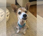 Small #9 Chihuahua Mix