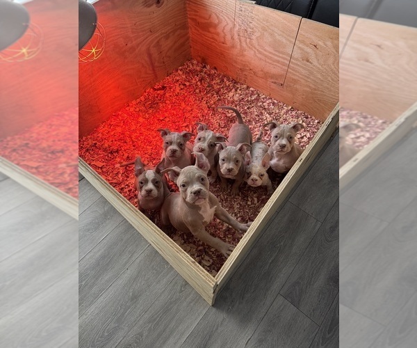 Medium Photo #4 American Bully Puppy For Sale in AKRON, OH, USA