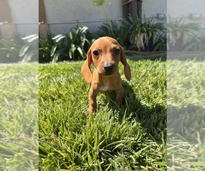 Dachshund Puppy for sale in LITTLEROCK, CA, USA