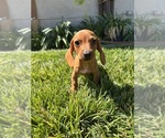 Small Dachshund
