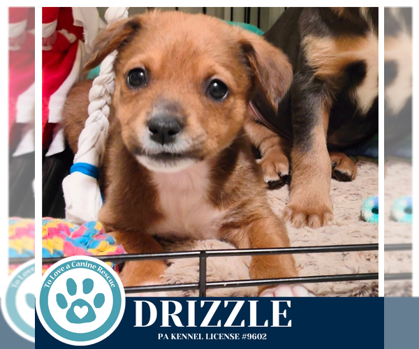 Medium Photo #1 Labrador Retriever-Unknown Mix Puppy For Sale in Kimberton, PA, USA