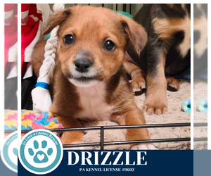 Labrador Retriever-Unknown Mix Dogs for adoption in Kimberton, PA, USA