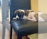 Small Photo #2 Great Dane Puppy For Sale in CLEVELAND, NC, USA