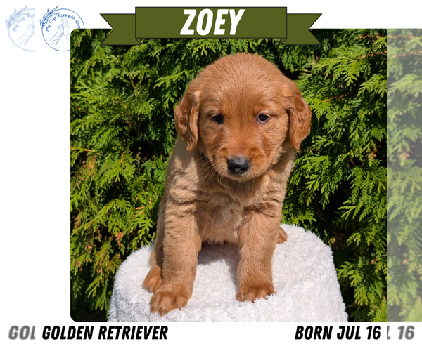 Medium Photo #10 Golden Retriever Puppy For Sale in GOSHEN, IN, USA