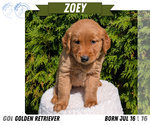 Small Photo #45 Golden Retriever Puppy For Sale in GOSHEN, IN, USA