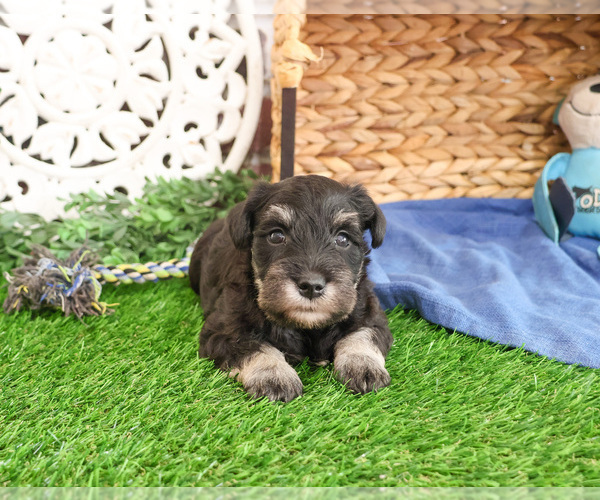 Medium Photo #2 Schnauzer (Miniature) Puppy For Sale in SYRACUSE, IN, USA