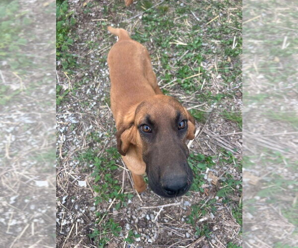 Medium Photo #3 Bloodhound-Unknown Mix Puppy For Sale in Aurora, IN, USA