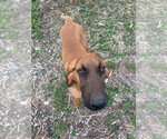 Small #2 Bloodhound Mix