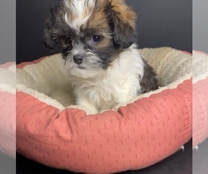 ShihPoo Puppy for sale in PORTAGE, MI, USA