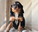 Small #1 Cavalier King Charles Spaniel-Miniature Australian Shepherd Mix