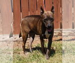 Small #3 American Pit Bull Terrier-Huskies  Mix
